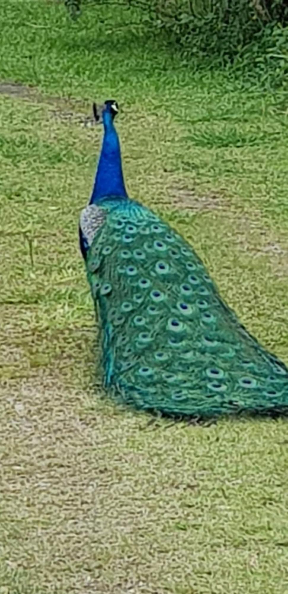 فيلا Bela Chacara سوزانو الغرفة الصورة